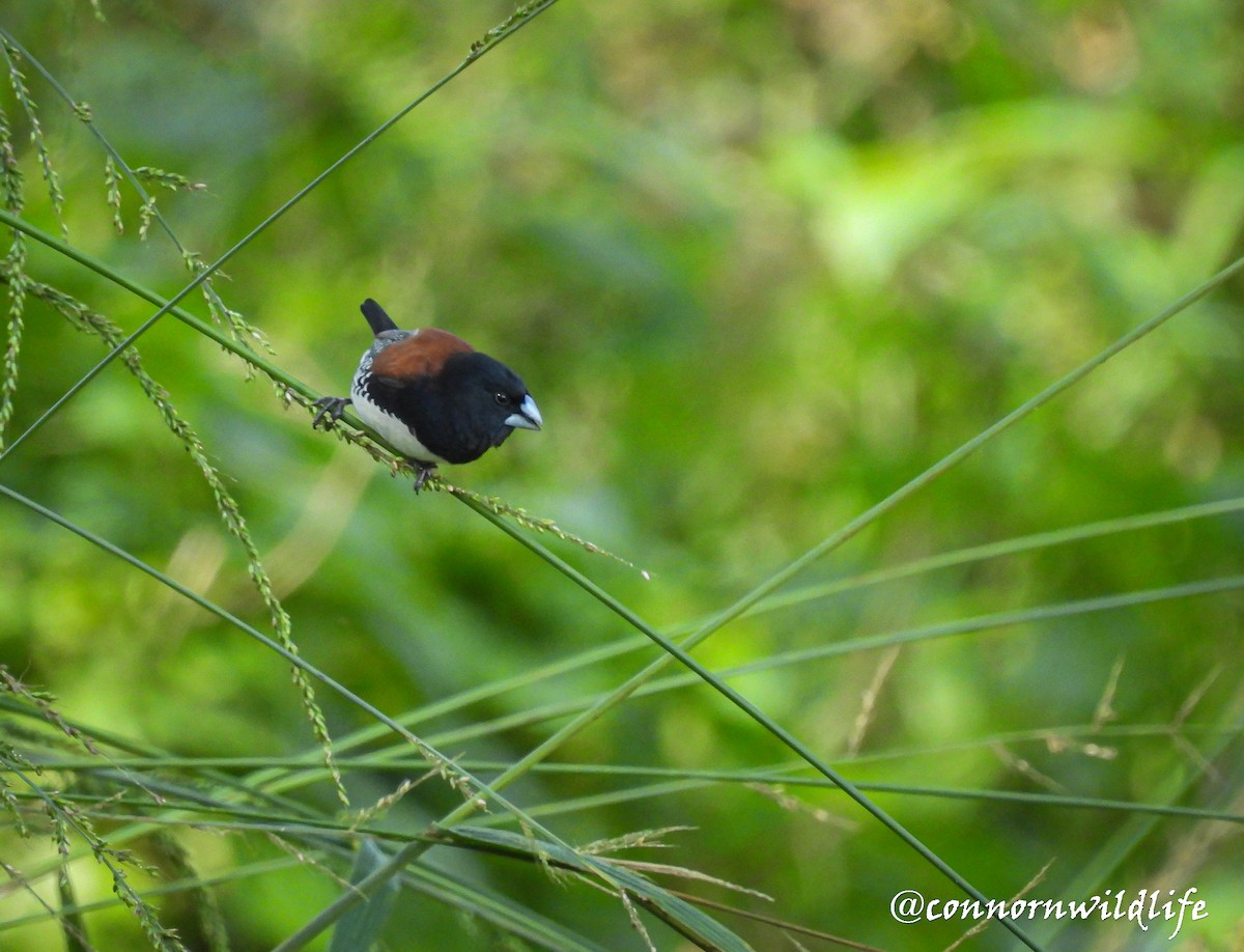 Black-and-white Mannikin (Red-backed) - ML635299607