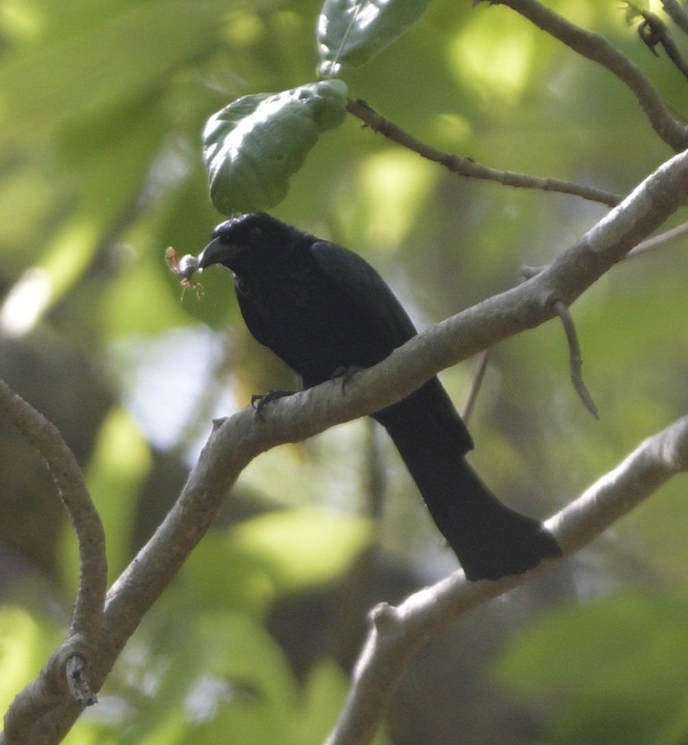 Hair-crested Drongo - ML635299622