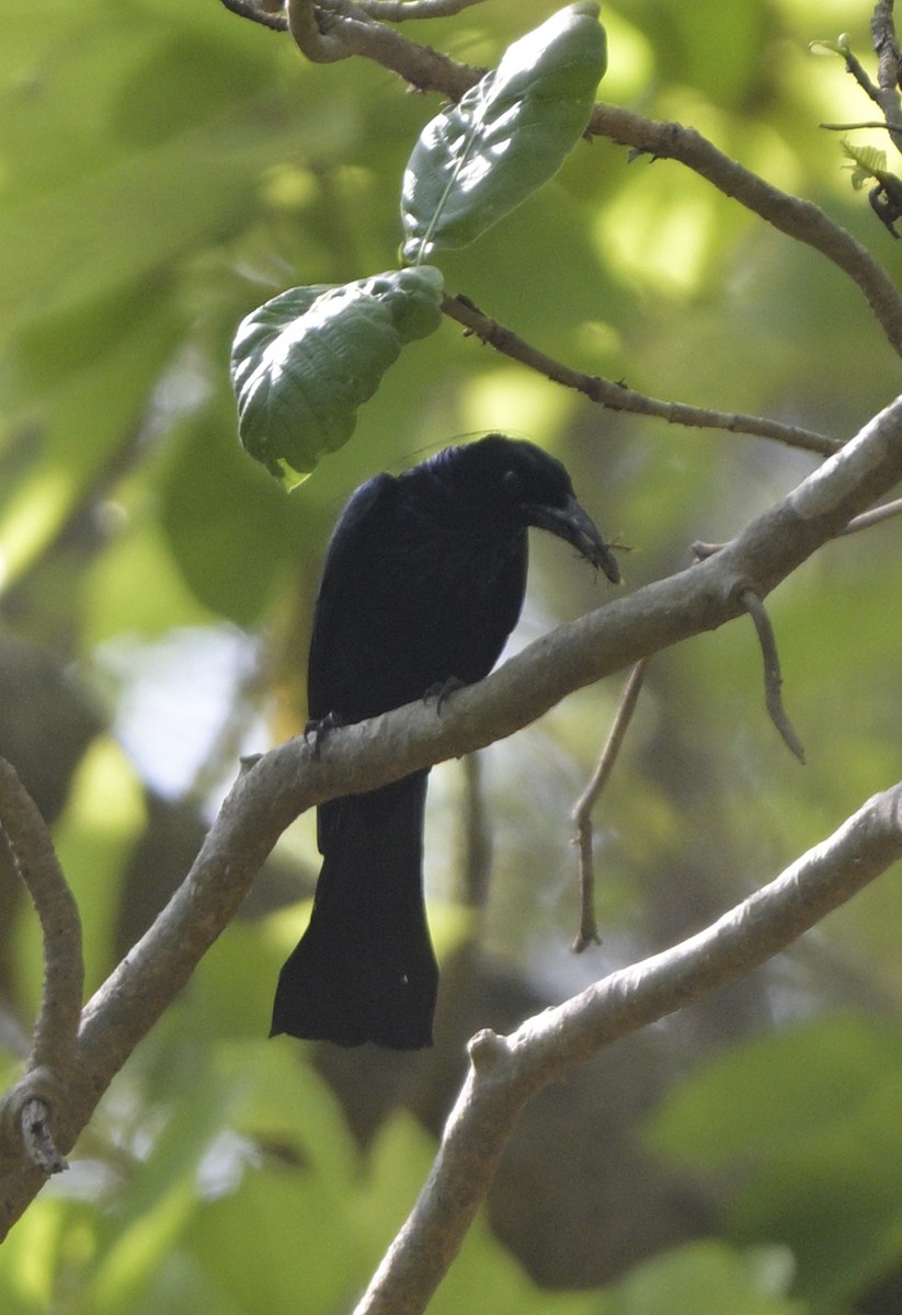 Hair-crested Drongo - ML635299623