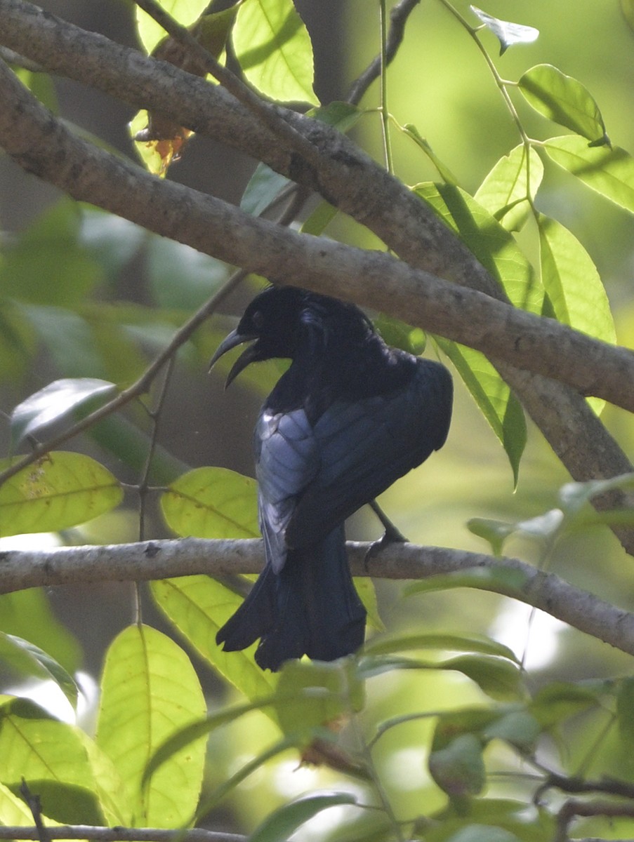 Hair-crested Drongo - ML635299625