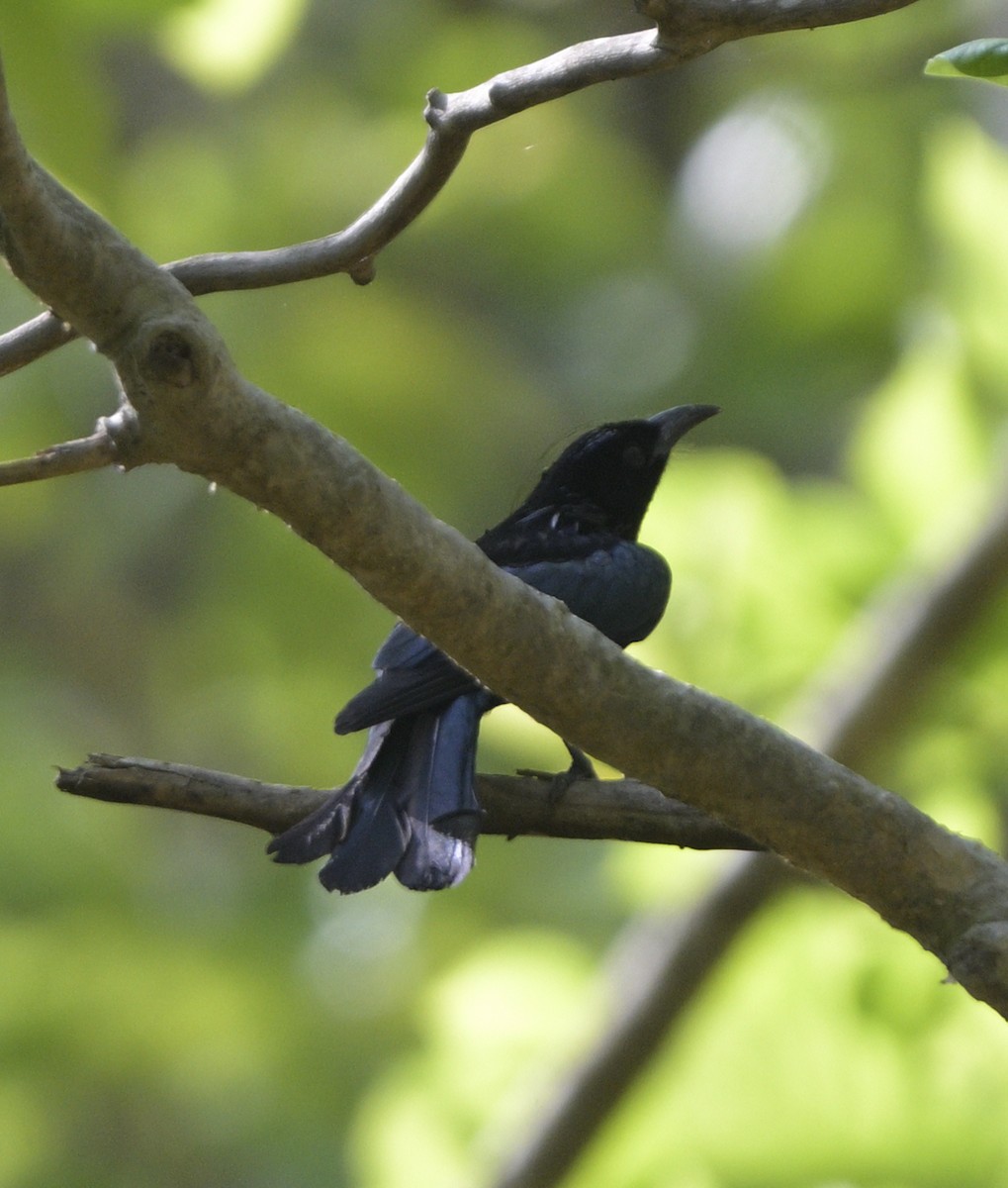 Hair-crested Drongo - ML635299627