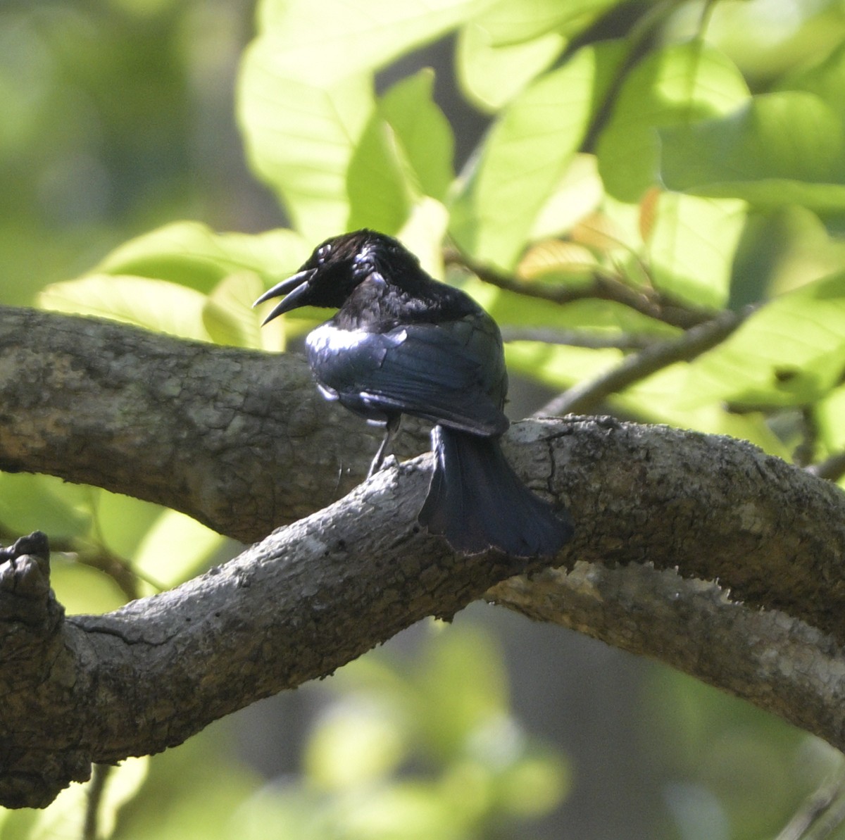 Hair-crested Drongo - ML635299628