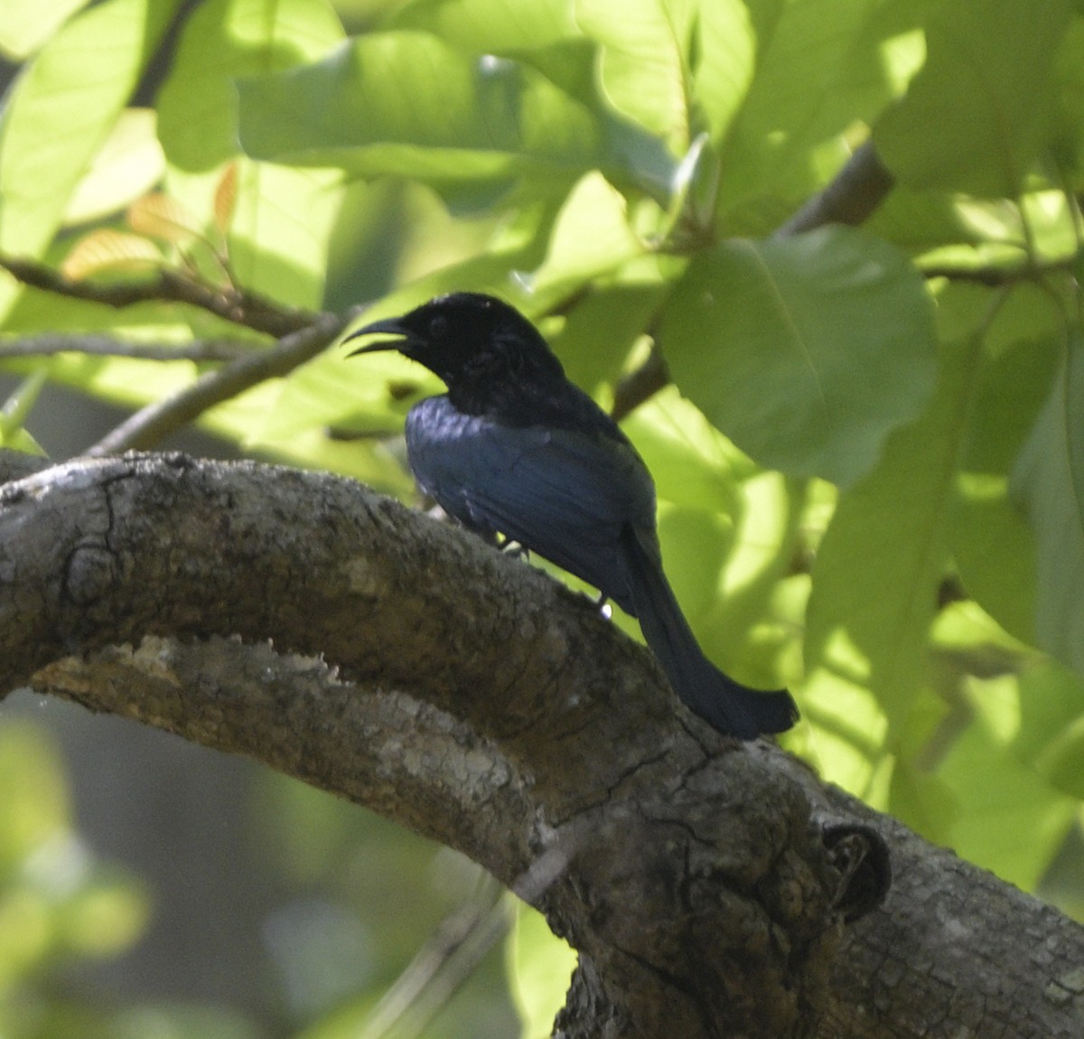 Hair-crested Drongo - ML635299629