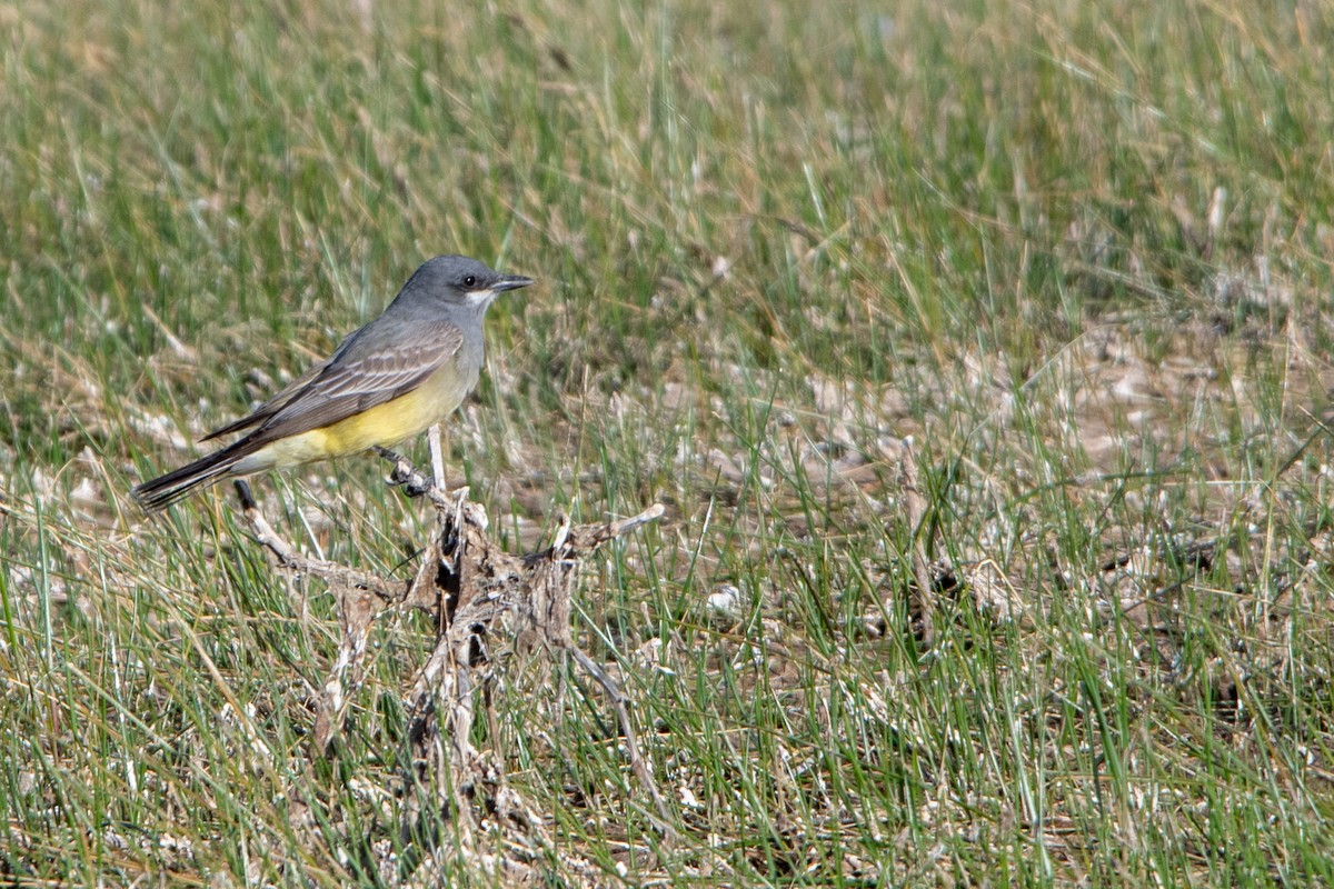 Cassin's Kingbird - ML635299642