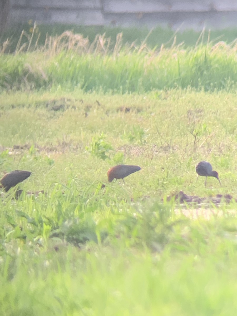 Гялаан билүүс - ML635299651