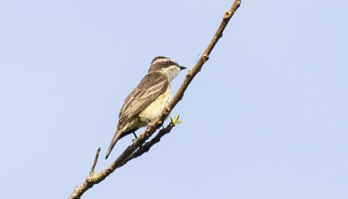 Variegated Flycatcher - ML635299702