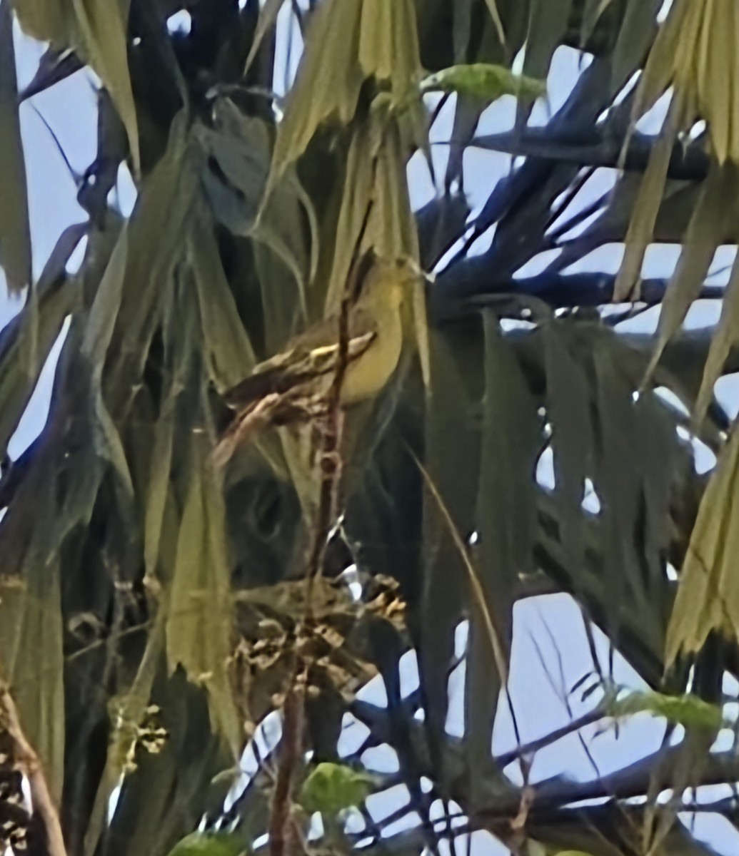 Gray-fronted Green-Pigeon - ML635299725