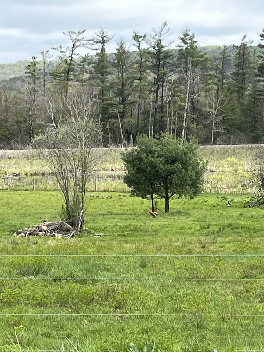 Sandhill Crane - ML635299741