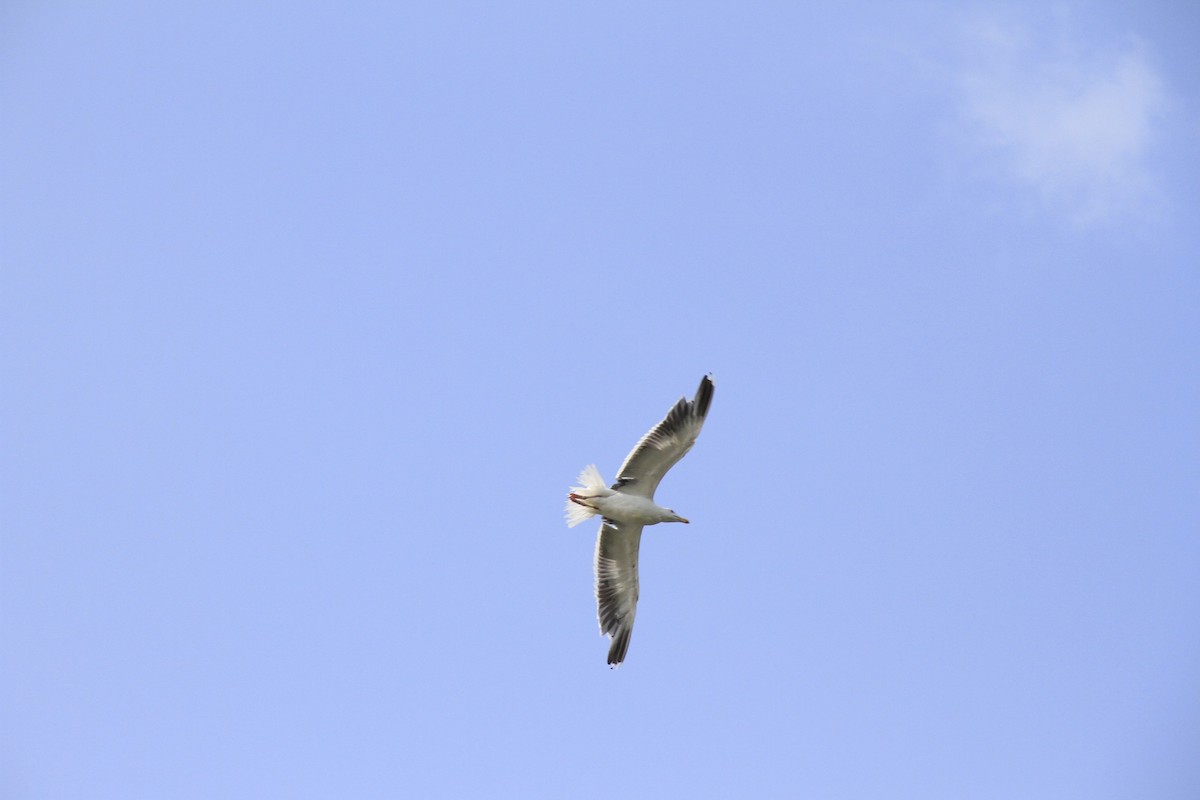 Great Black-backed Gull - ML635299857