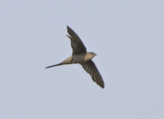 Asian Palm Swift - ML635299861