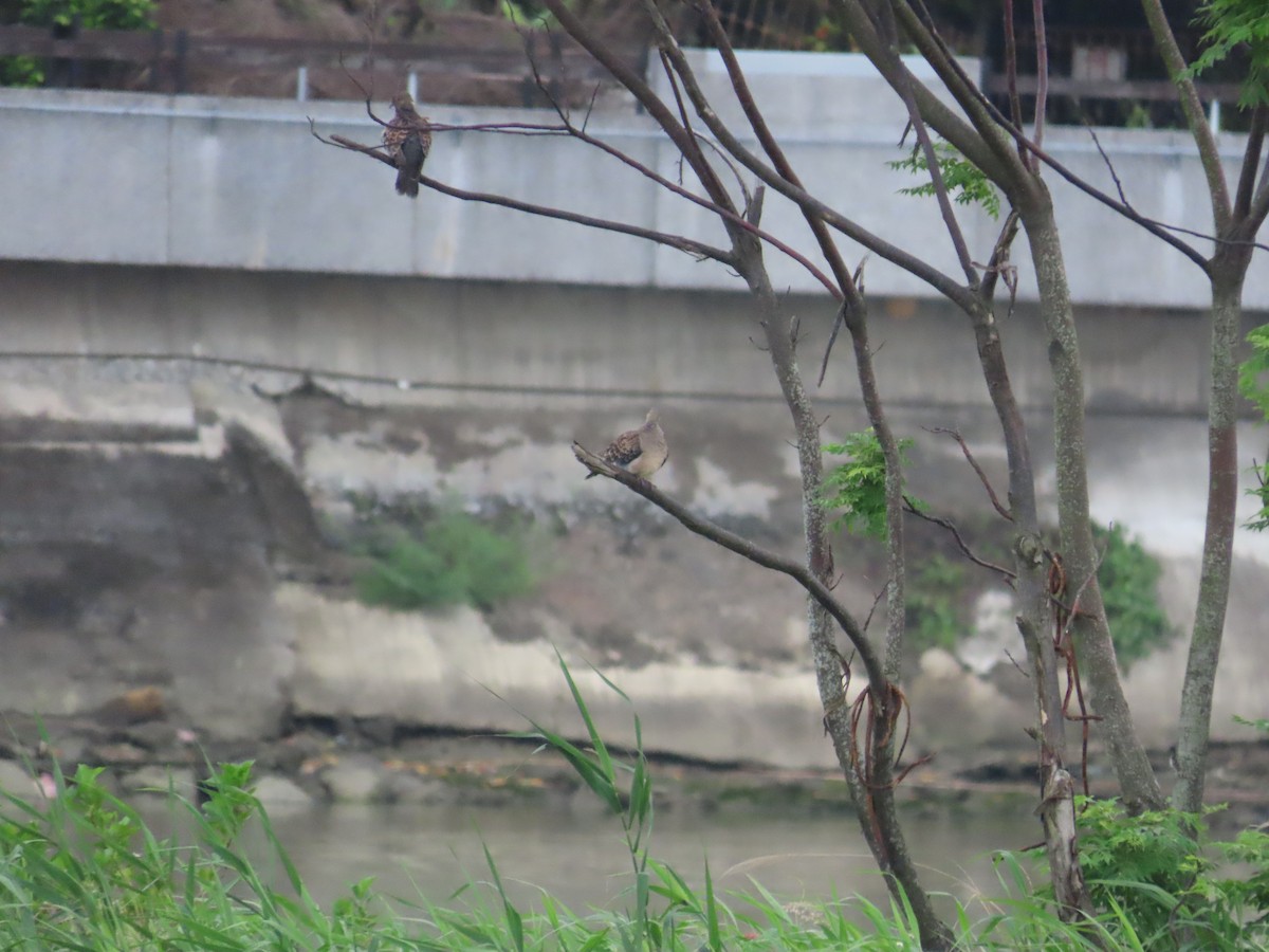 Oriental Turtle-Dove - ML635299874