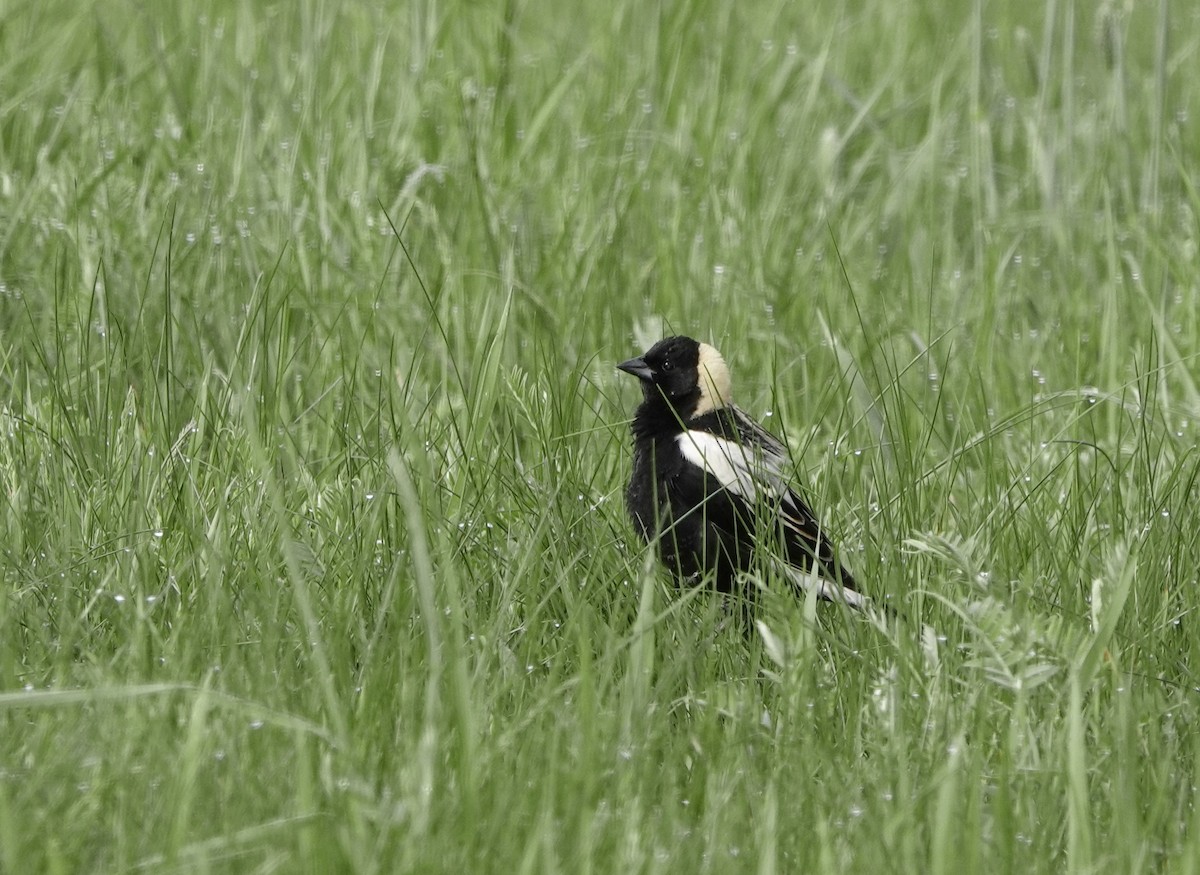 bobolink americký - ML635299899
