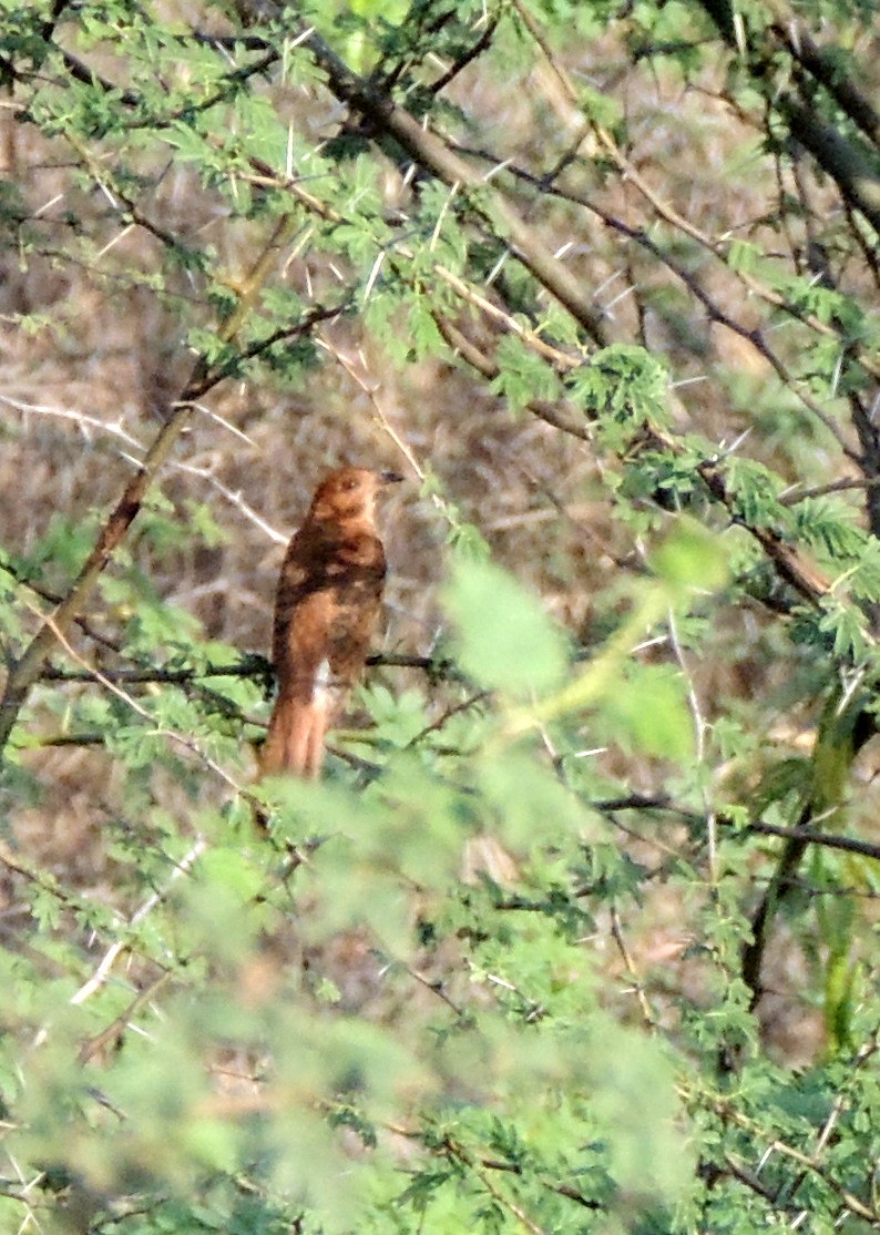 Gray-bellied Cuckoo - ML635299963