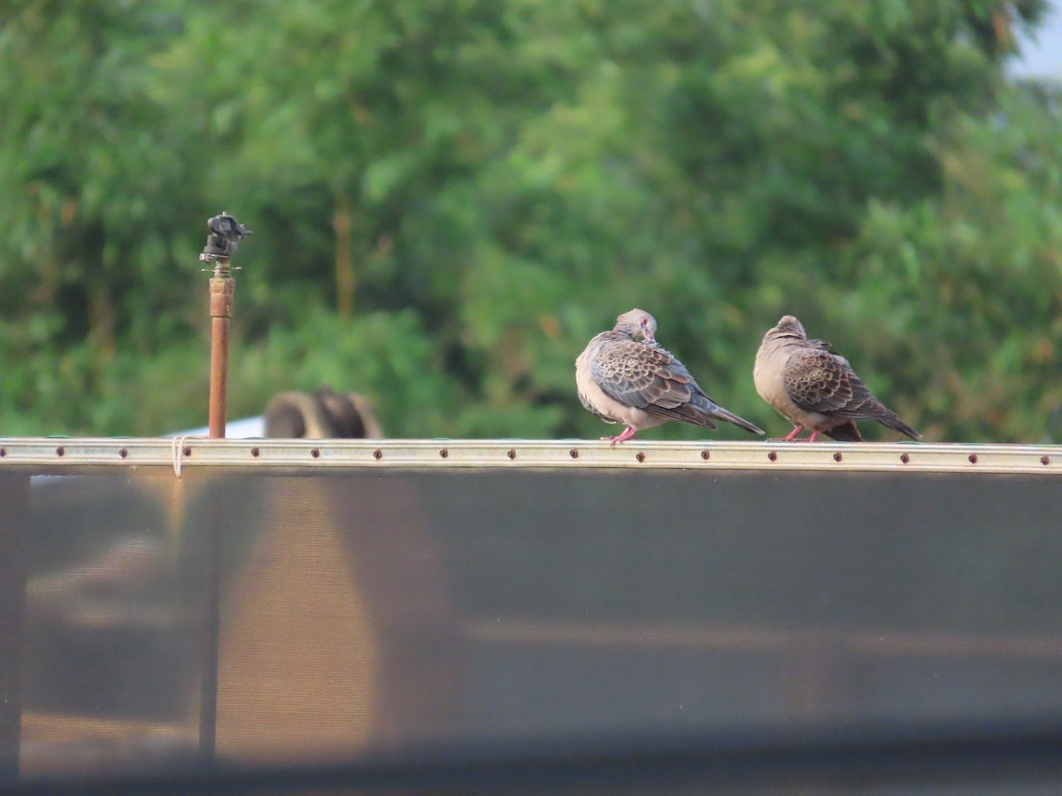 Oriental Turtle-Dove - ML635299971