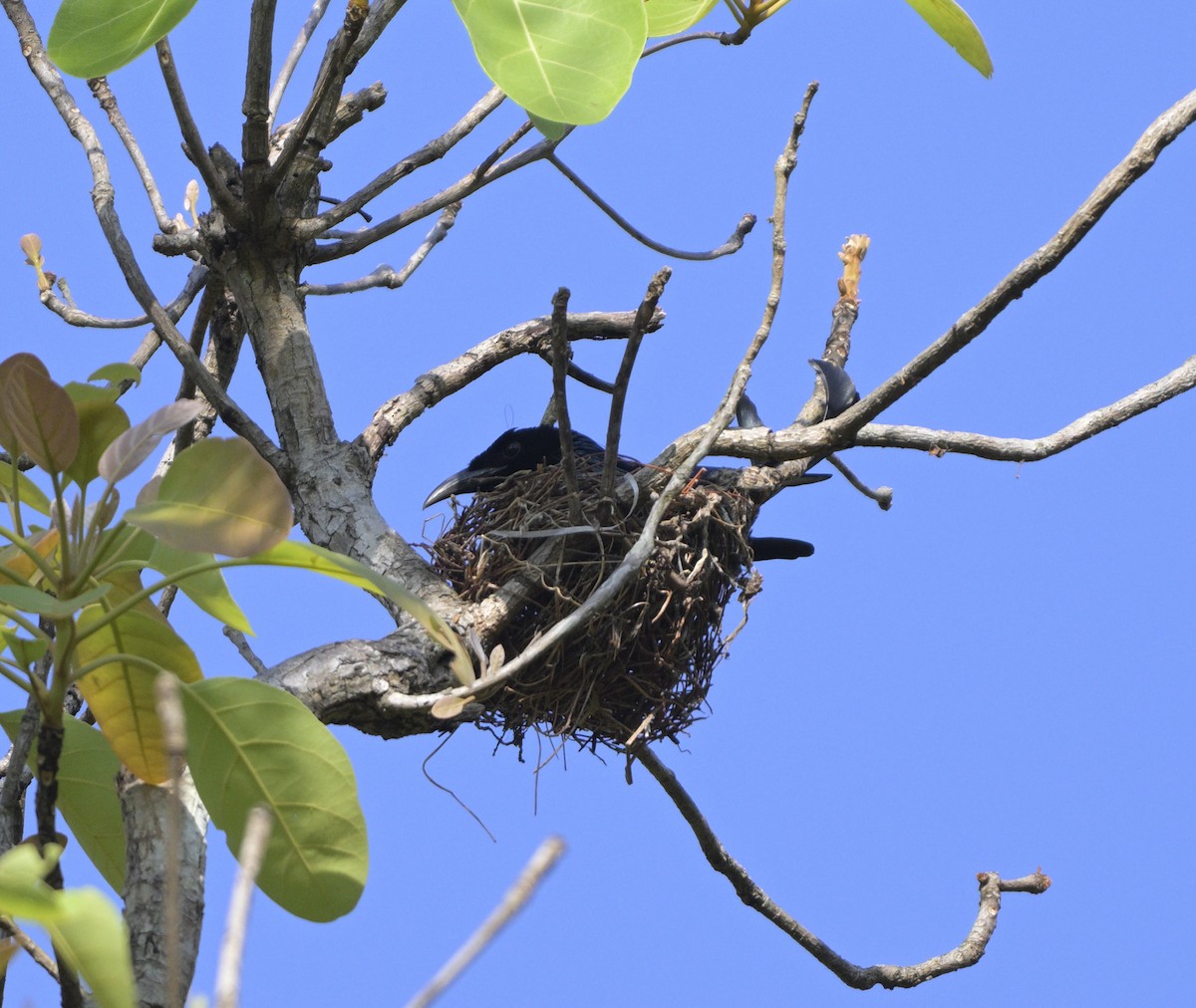 Hair-crested Drongo - ML635300023