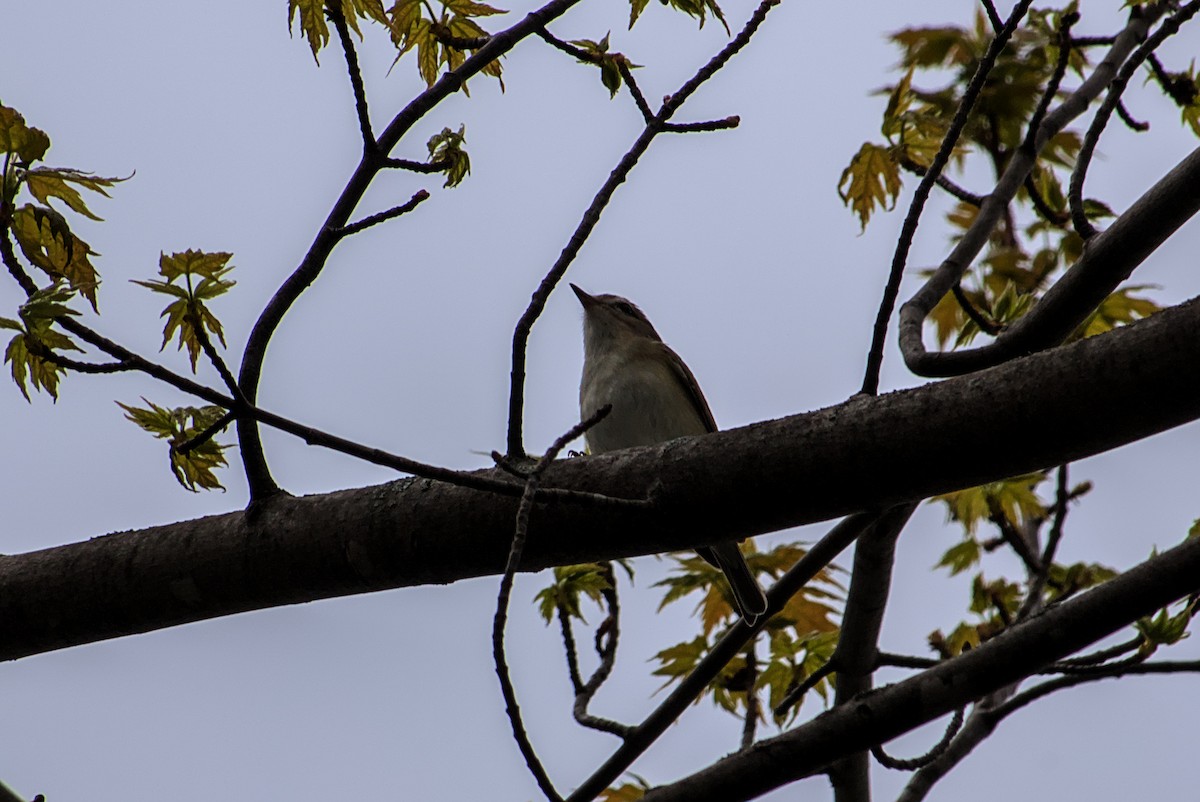 Vireo Gorjeador - ML635300094