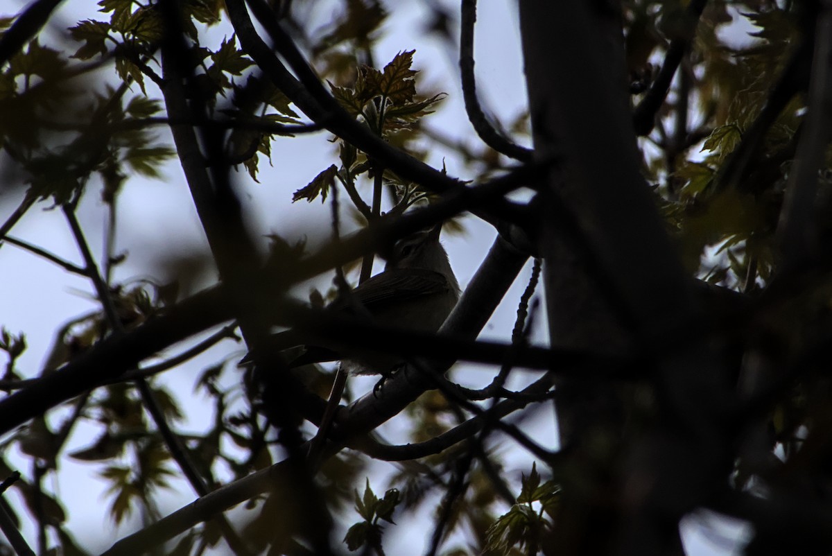 Vireo Gorjeador - ML635300095