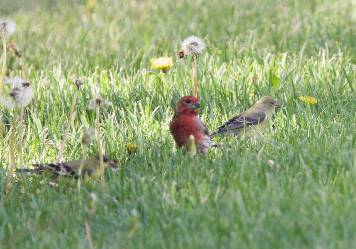 Lesser Goldfinch - ML635300099