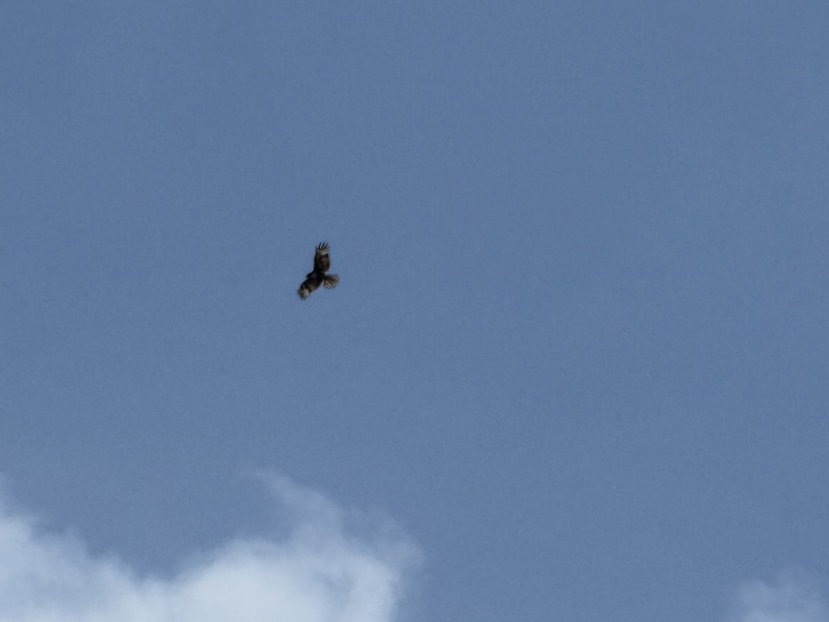 Red-tailed Hawk - ML635300124