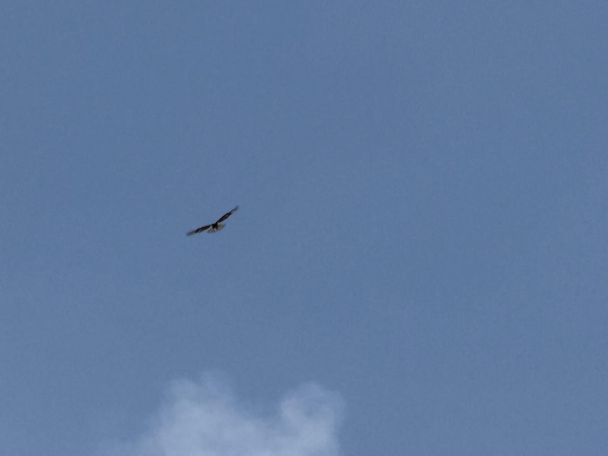 Red-tailed Hawk - ML635300125