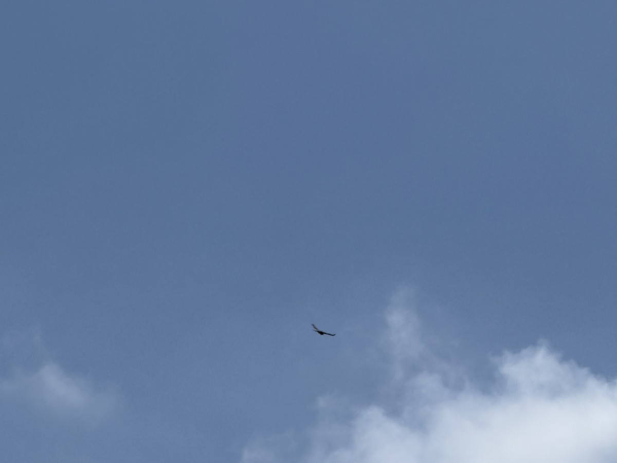 Red-tailed Hawk - ML635300126