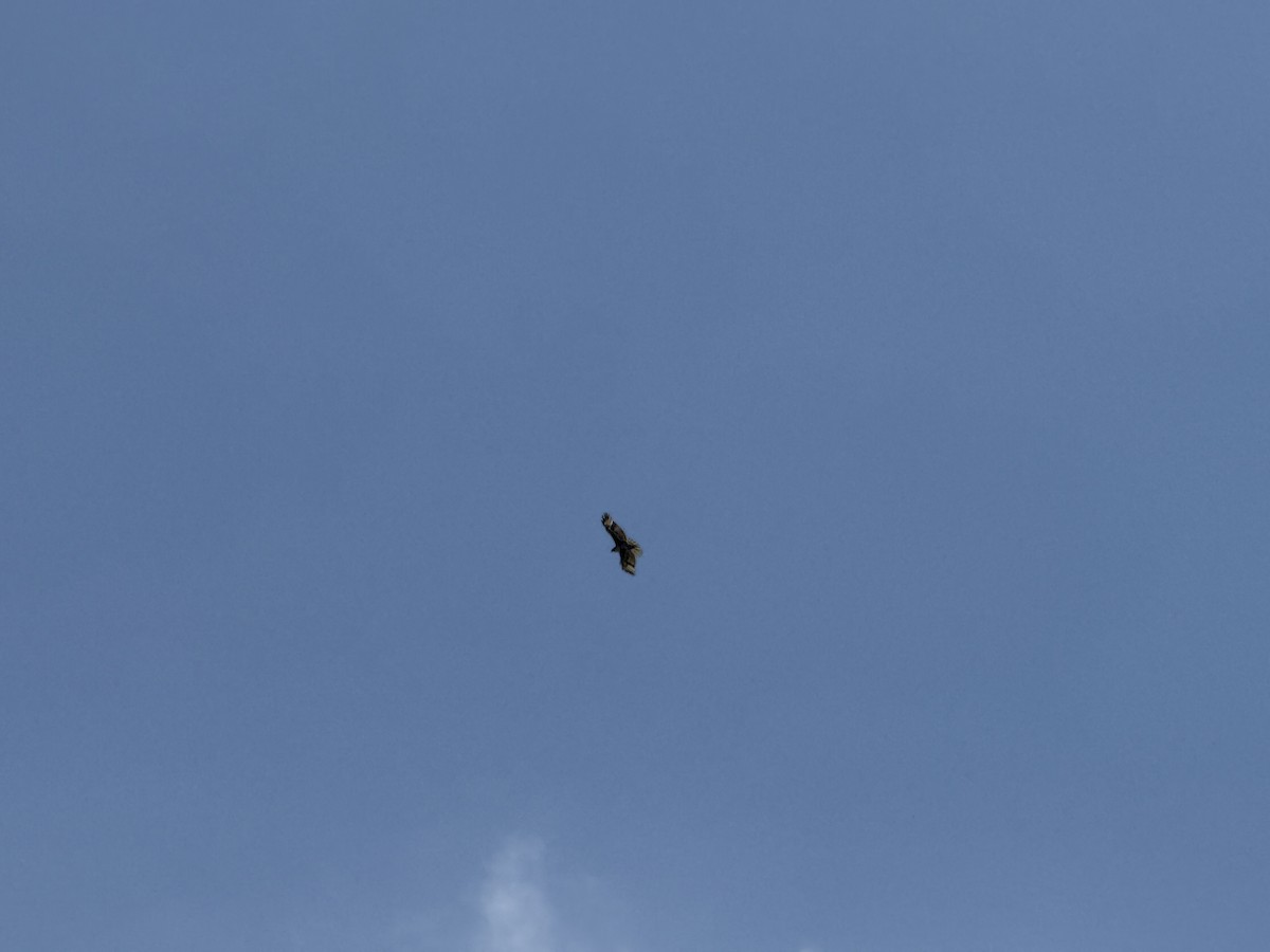 Red-tailed Hawk - ML635300127