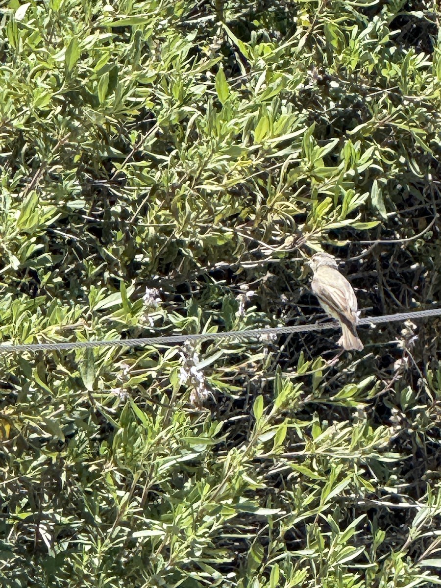 Western Warbling Vireo - ML635300150