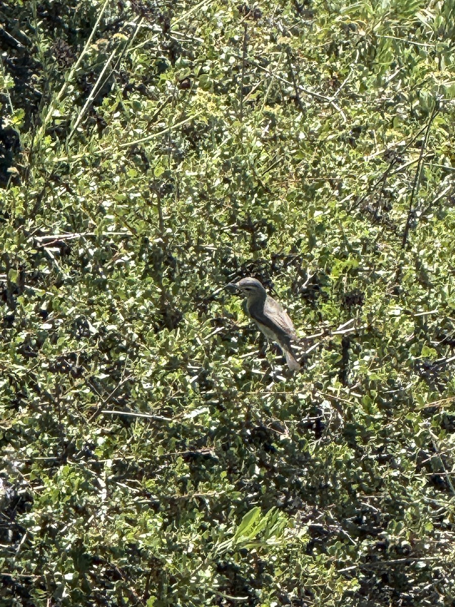 Western Warbling Vireo - ML635300151