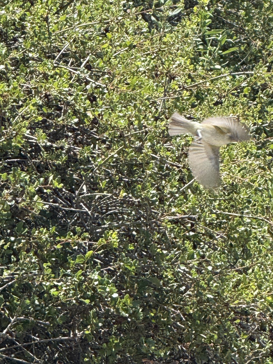 Western Warbling Vireo - ML635300152