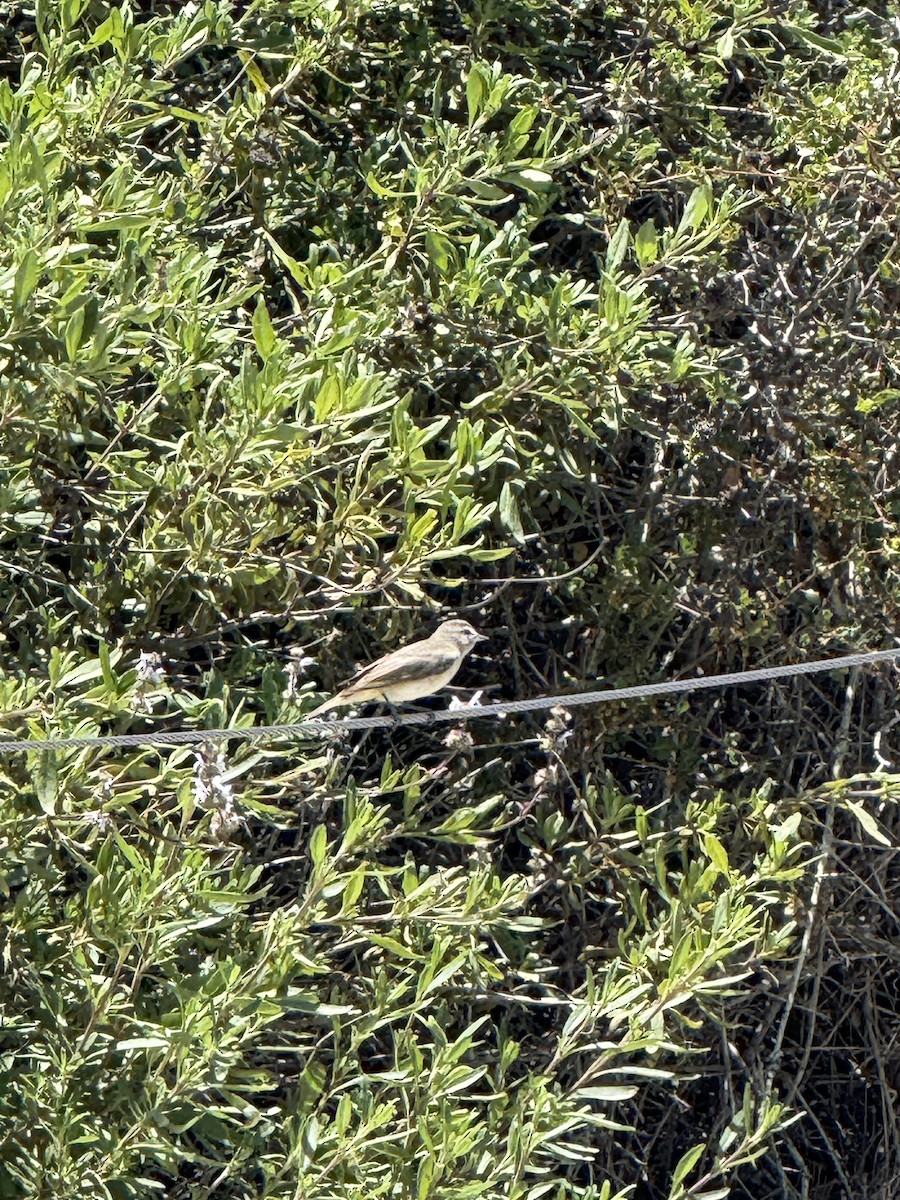 Western Warbling Vireo - ML635300153
