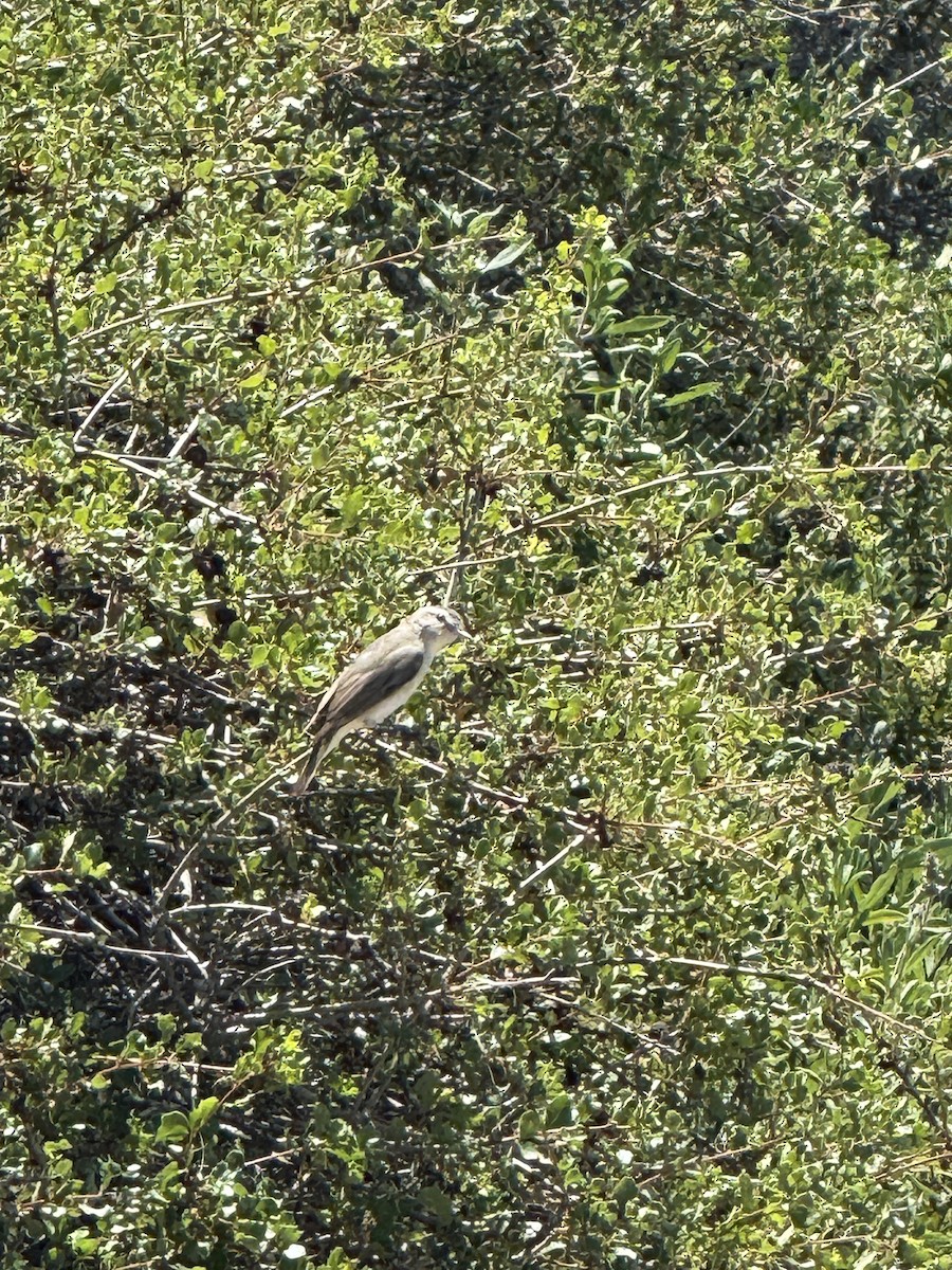 Western Warbling Vireo - ML635300154