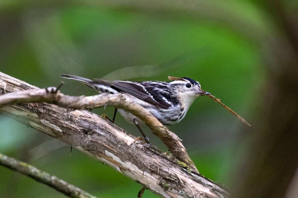 Black-and-white Warbler - ML635300162
