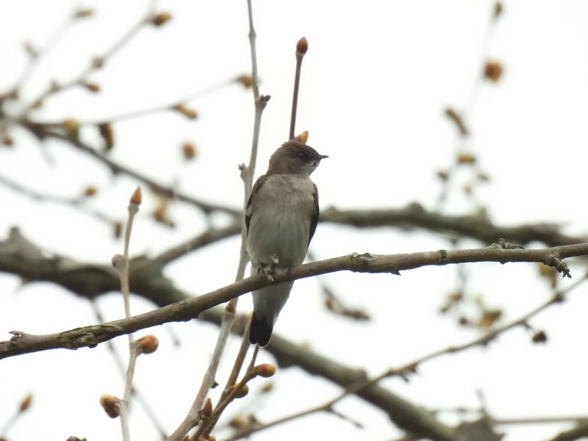 Hirondelle à ailes hérissées - ML635300177