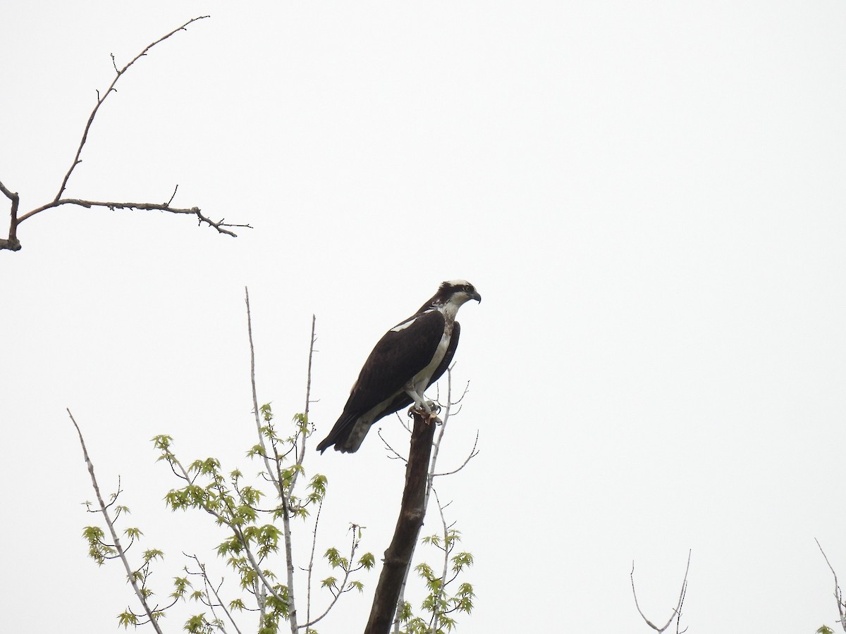 Balbuzard pêcheur - ML635300206