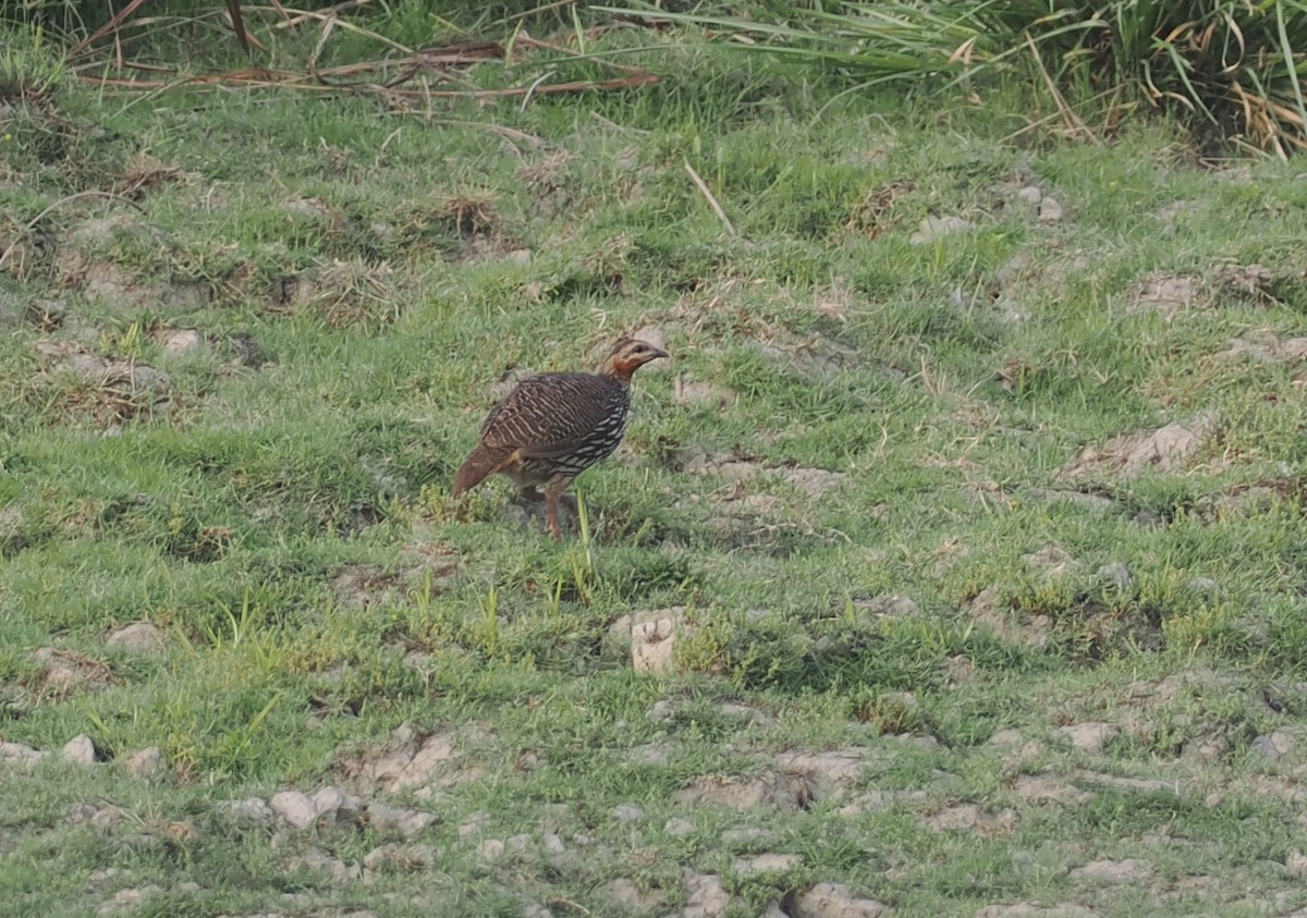Swamp Francolin - ML635300209