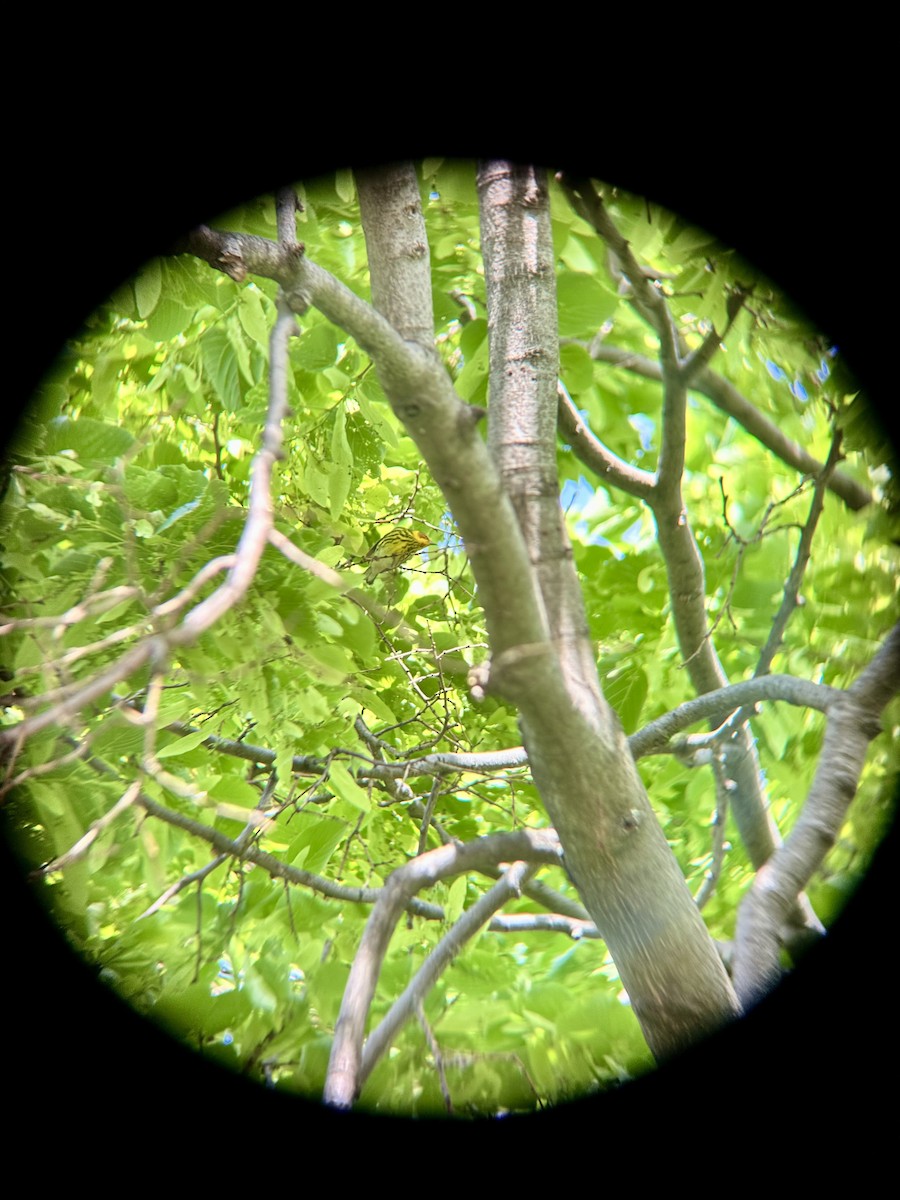 Cape May Warbler - ML635300235
