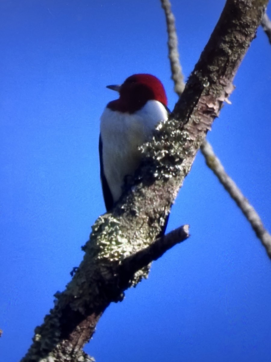 Red-headed Woodpecker - ML635300241
