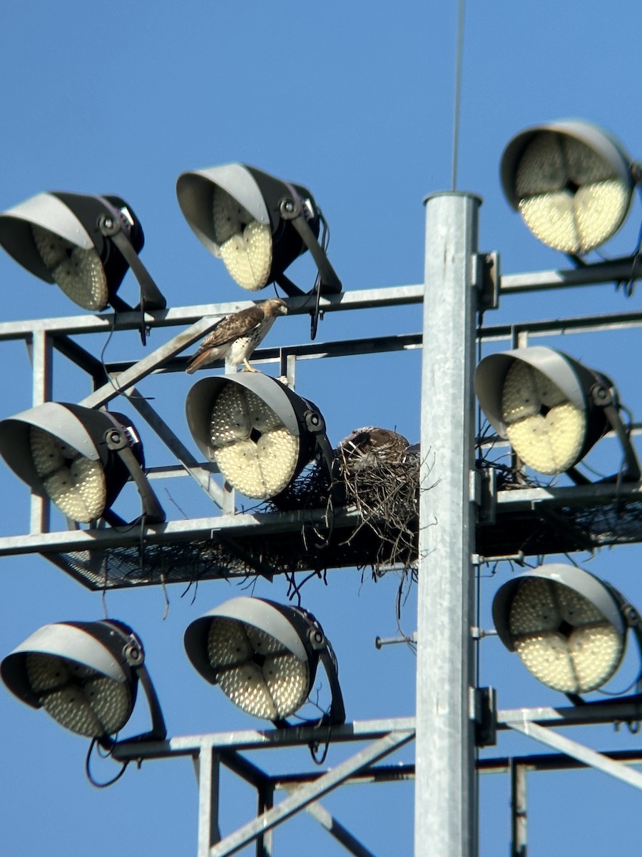 Red-tailed Hawk - ML635300279