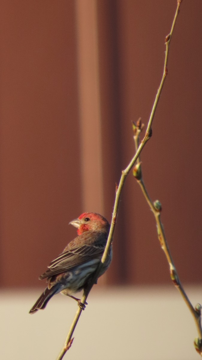 House/Purple Finch - ML635300290
