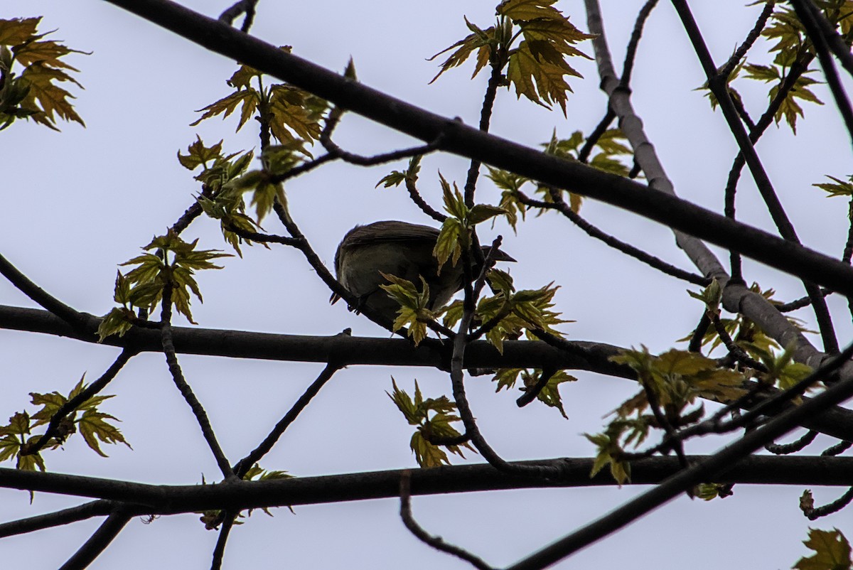 Vireo Gorjeador - ML635300329