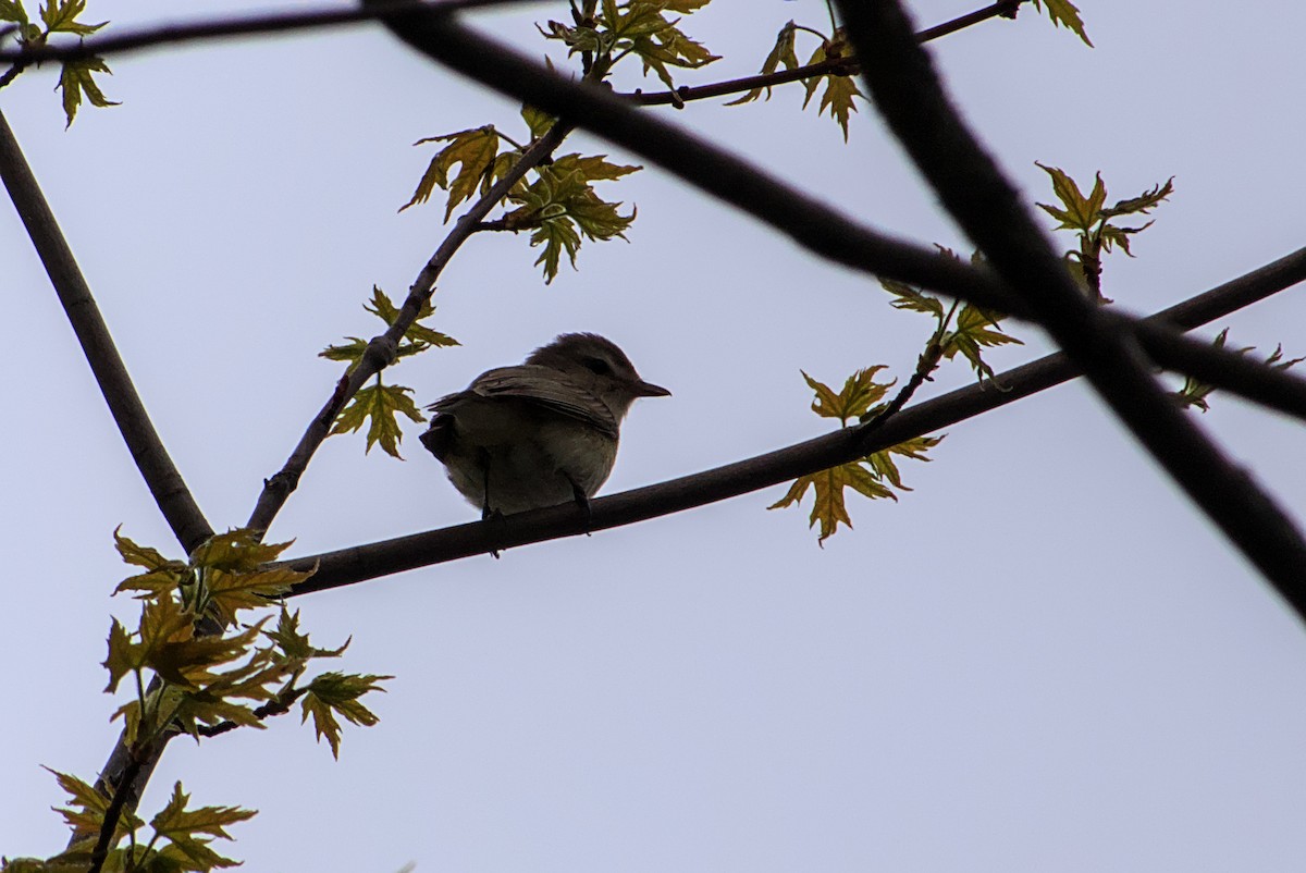 Vireo Gorjeador - ML635300330