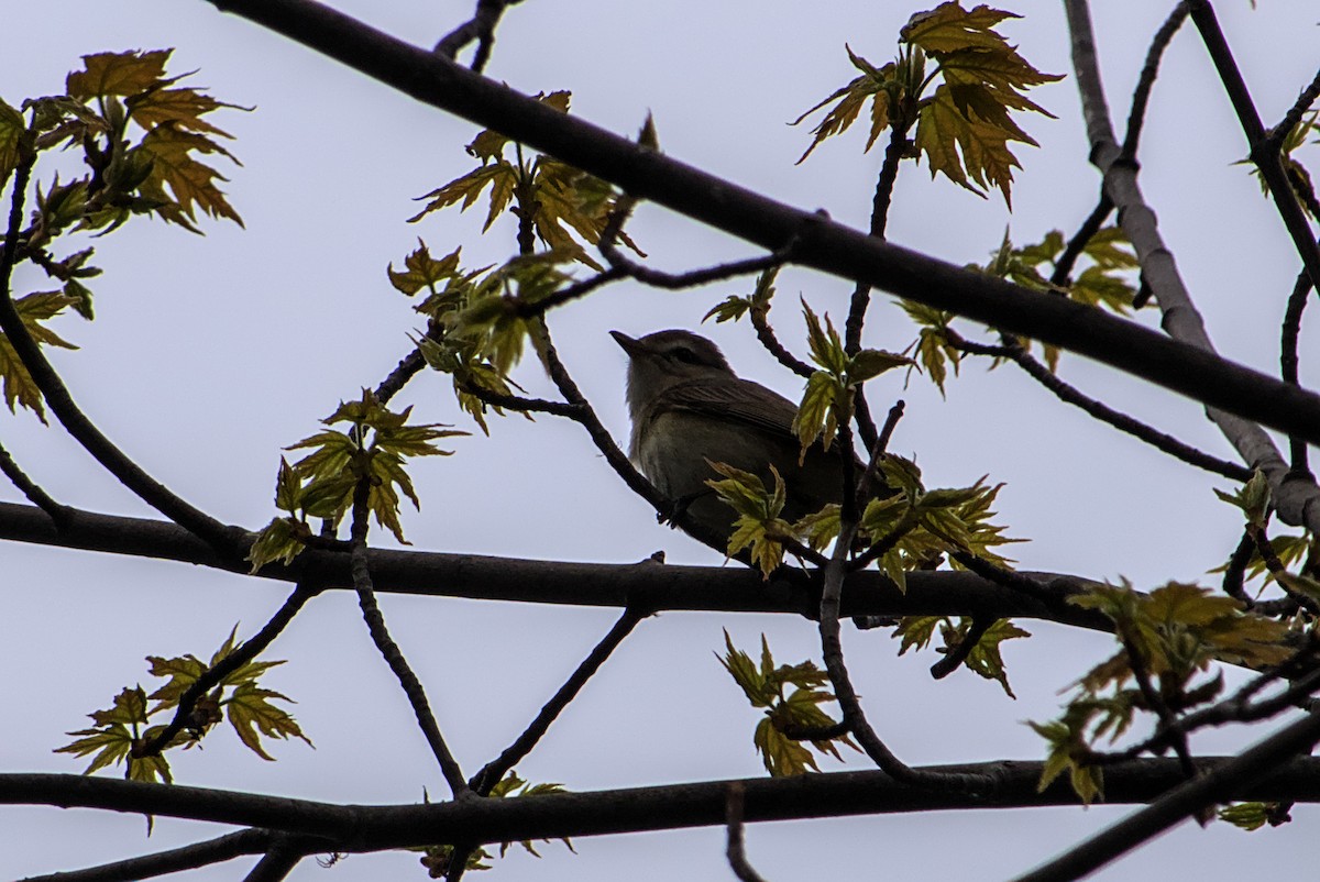 Vireo Gorjeador - ML635300331