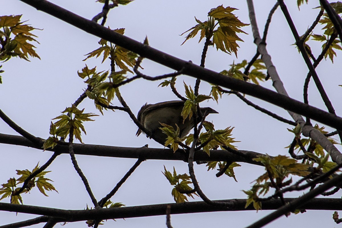 Vireo Gorjeador - ML635300332