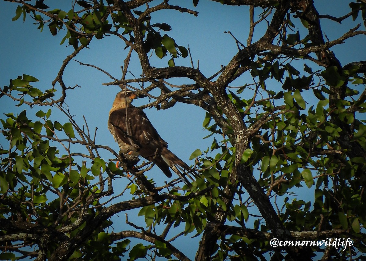 Aerospiza, Tachyspiza, Accipiter ou Astur sp. - ML635300368