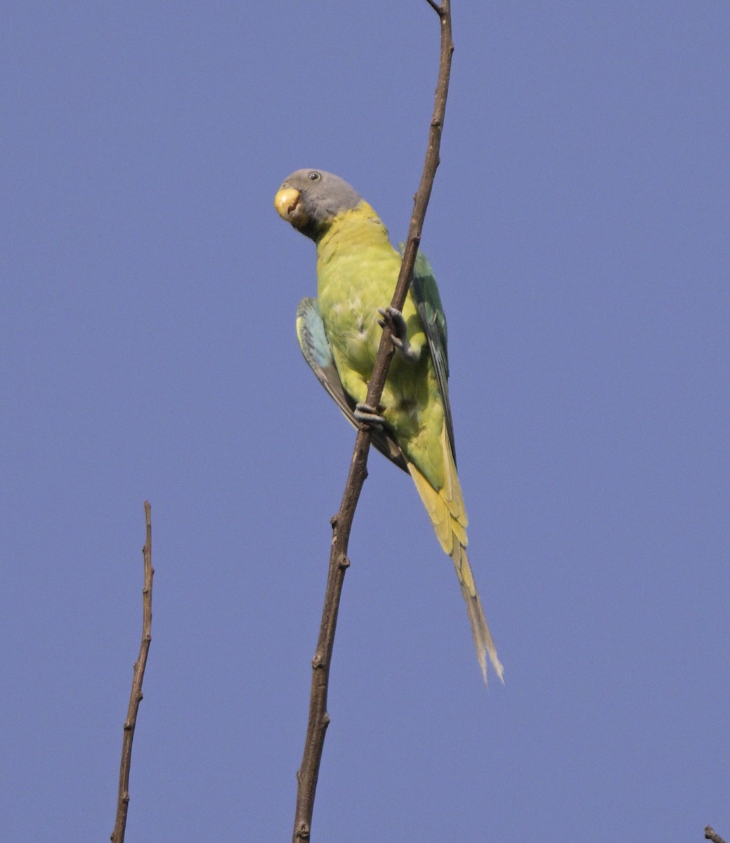 Plum-headed Parakeet - ML635300383