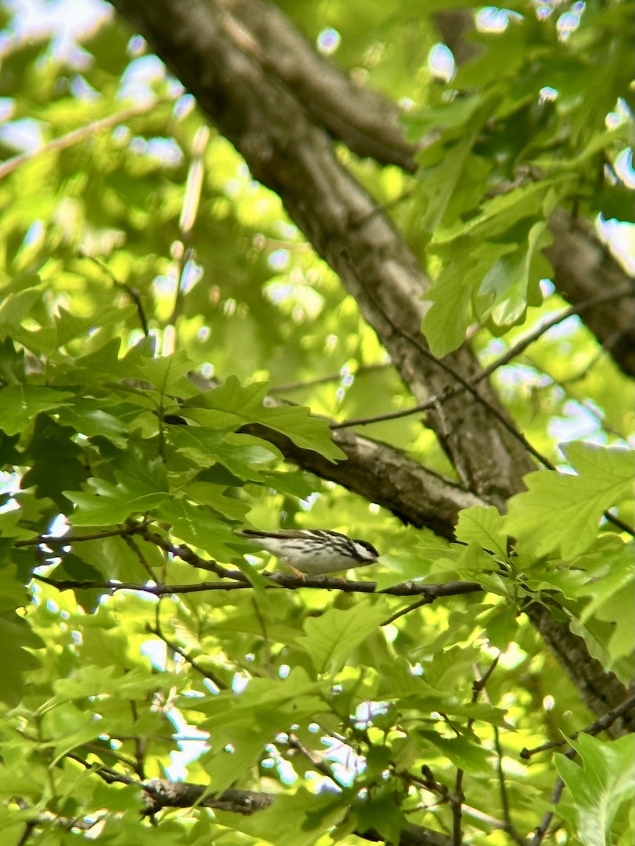 Blackpoll Warbler - ML635300411