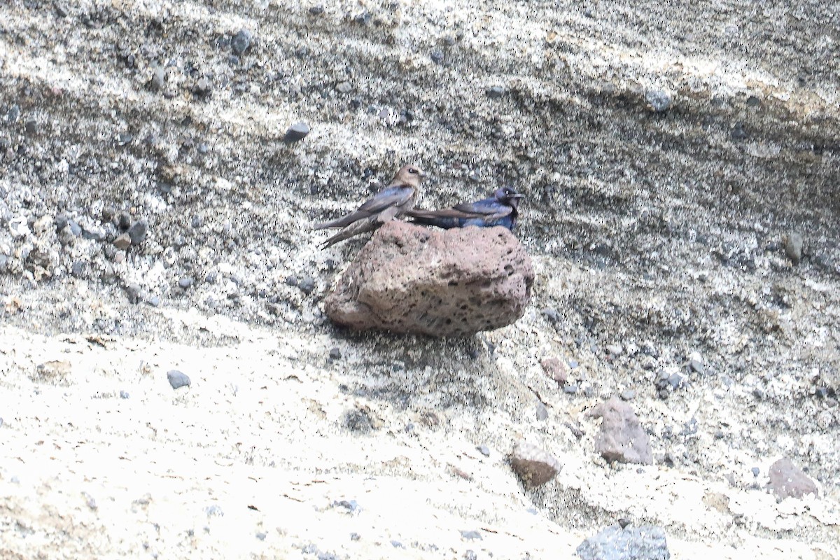 Galapagos Martin - ML635300416