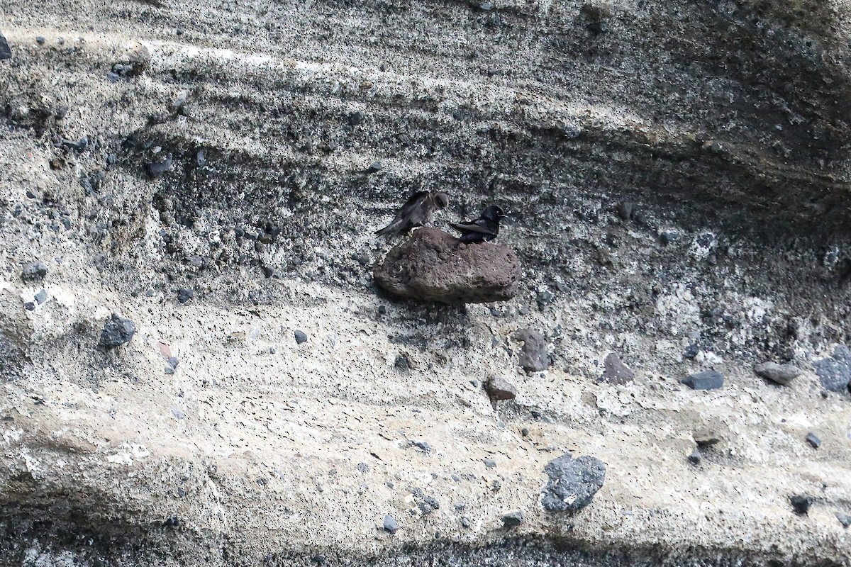 Galapagos Martin - ML635300417