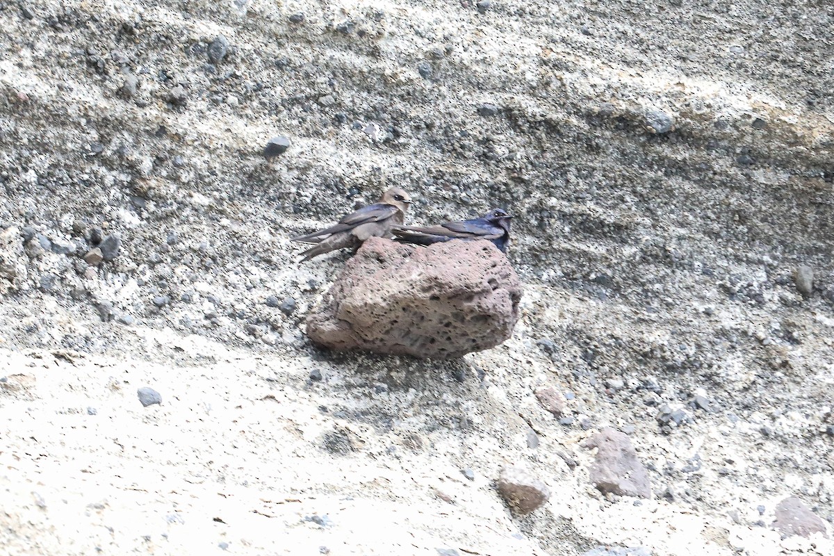 Galapagos Martin - ML635300418