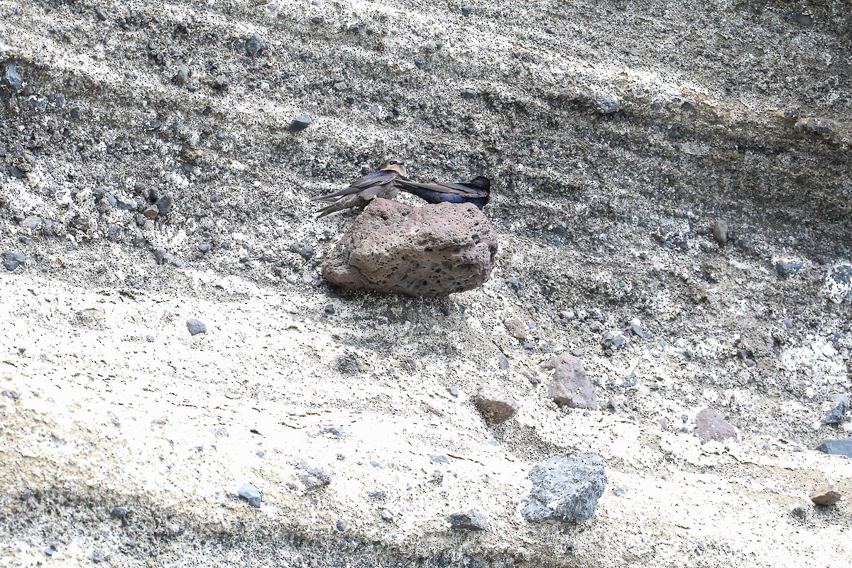 Galapagos Martin - ML635300421